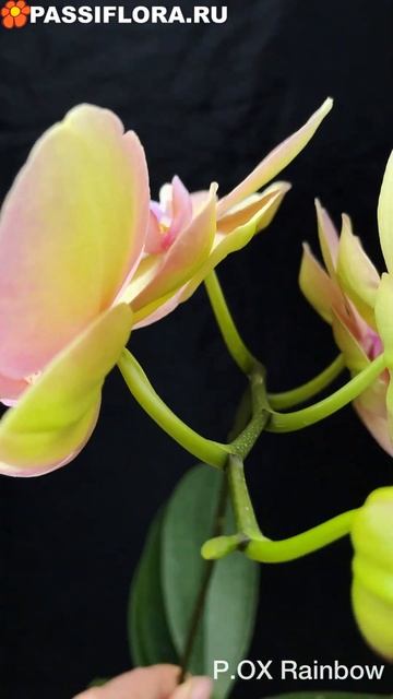 P.OX Rainbow смотреть онлайн