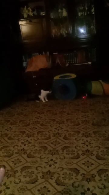 Вечерняя активность...