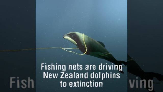 Save the New Zealand dolphin смотреть онлайн