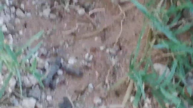 Ant war in backyard смотреть онлайн