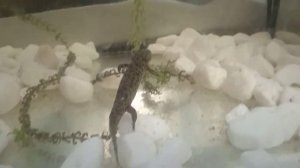 Как ухаживать за испанским тритоном🦎