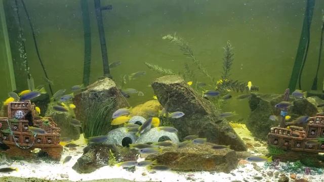 Yellowtail and Electric Yellow Mbuna Cichlid school / Banco de Ciclidos смотреть онлайн