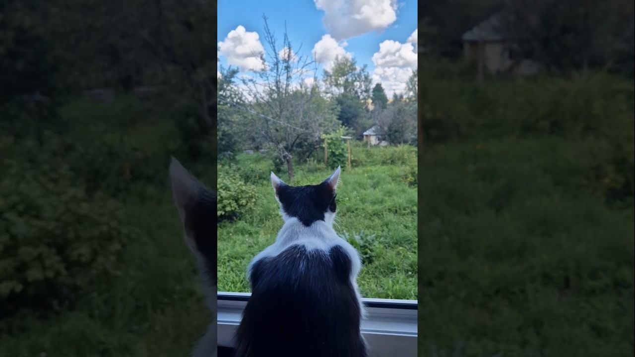 Зачем мне шесть кошек?⬛ смотреть онлайн