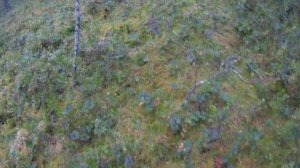 25 08 2017г за морошкой и травами на болото.