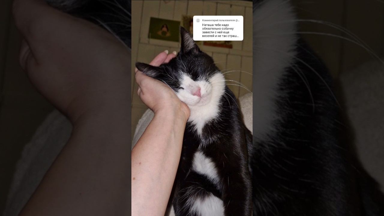 Завести собаку❓ смотреть онлайн