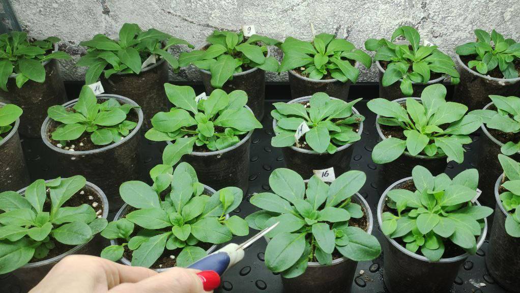 Обязательно сделайте это для петунии. После такой прищипки быстро нарастет огромный цветущий шар. смотреть онлайн