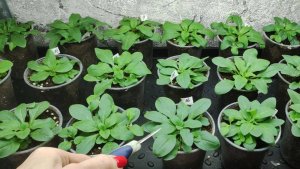 Обязательно сделайте это для петунии. После такой прищипки быстро нарастет огромный цветущий шар.