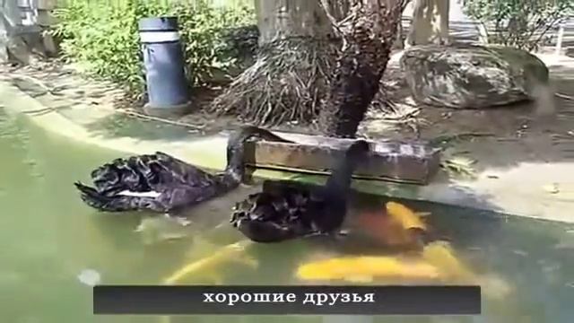Нарезка чётких приколов Смотреть всем смотреть онлайн