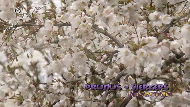 prunus rosaceae white смотреть онлайн