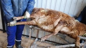 Вакцинация и обработка маточного поголовья гиссарских овец 25.12.23 года