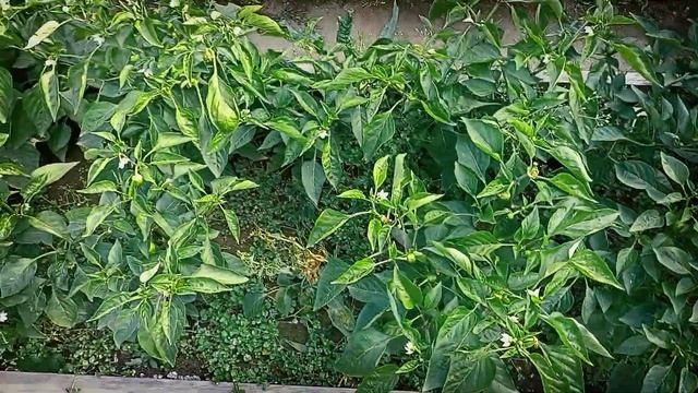 ОГУРЦЫ.3gp смотреть онлайн