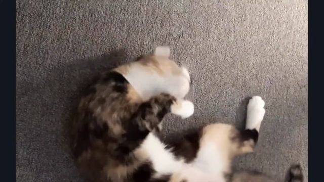 Relax cat релаксивные котики #1 успокаивающие котики смотреть онлайн