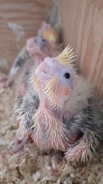 Птенцы попугая кореллы🥰 смотреть онлайн