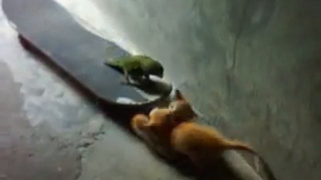 Rikikiki jugando con los gatos смотреть онлайн