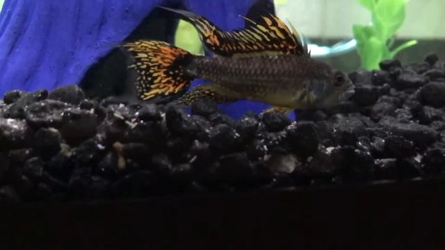 NEW FISH! Cockatoo cichlid (Apistogramma cacatuoides) смотреть онлайн