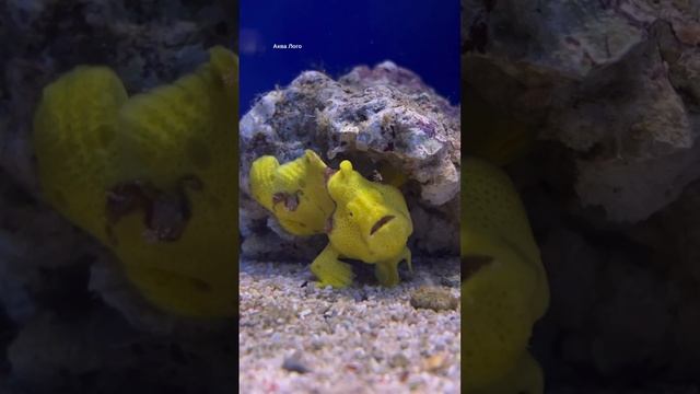 Удильщик разукрашенный желтый смотреть онлайн