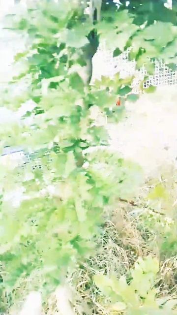 глициния крупномер со стволом - косичкой