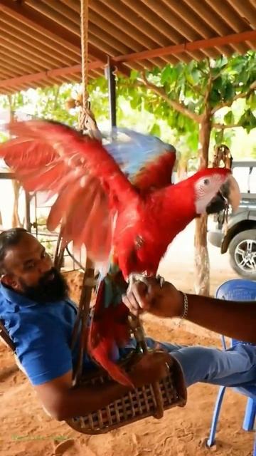 🦜விட்டு போக அன்பு ❤️ #fly #shorts #macaw #parrots #tamedbirds #exotic #shorts смотреть онлайн