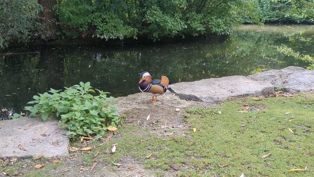 утка 🦆 Мандаринка дала себя поснимать. парк в Германии 29.09.2023 год смотреть онлайн