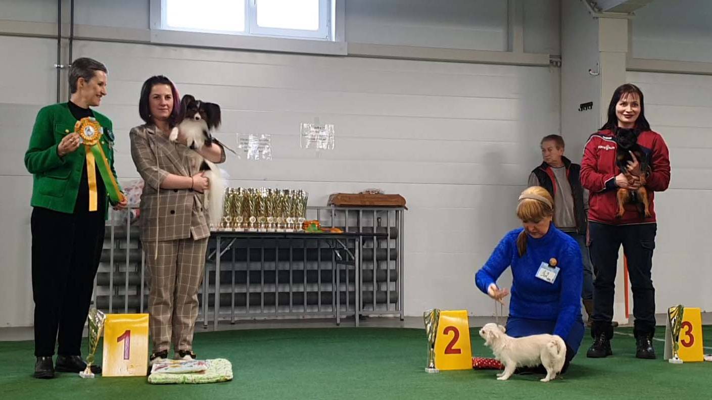 09.02.2025, СПб. Клуб "Ассамблея". Выставка собак САС 9 группы FCI смотреть онлайн