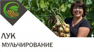Зачем мульчировать лук