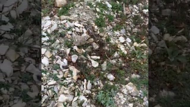 В Новороссийске змеям уже хочется тепла смотреть онлайн