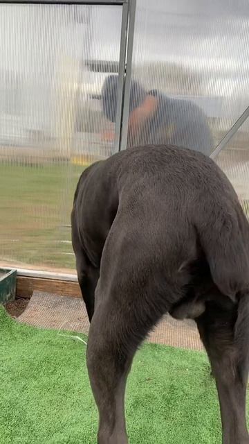 Помогатор 🤣#tttt #канекорсо #cane #canecorso #canecorsoitaliano #канекорсоитальяно смотреть онлайн