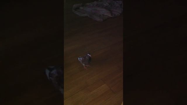 Звериная семья: собака Лива и голубь Кеша смотреть онлайн