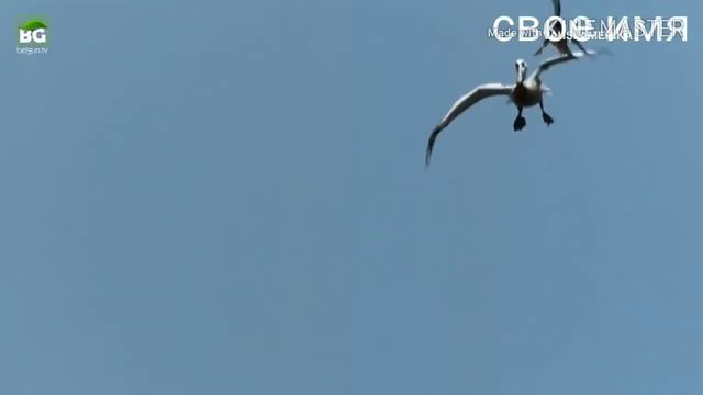 Бургуд смотреть онлайн