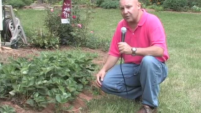 August Garden Calendar смотреть онлайн