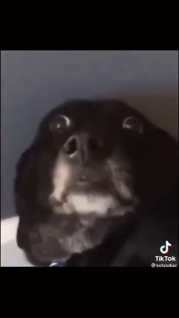 знаки зодиака у животных😂 #sports смотреть онлайн