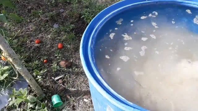 Tips.cara mengatasi pecah/retak buah pd tomat,ciri kekurangan calsium смотреть онлайн