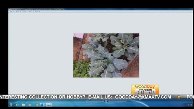 The Plant Lady смотреть онлайн