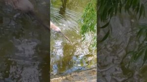 Как НУТРИЯ кушает руками ))))