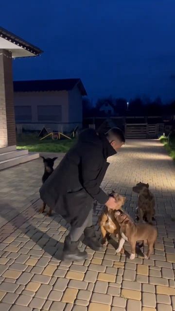 Подзыв ко мне по очереди 5 собак из сидячего положения с уходом в лежать в присутствие раздражителе смотреть онлайн