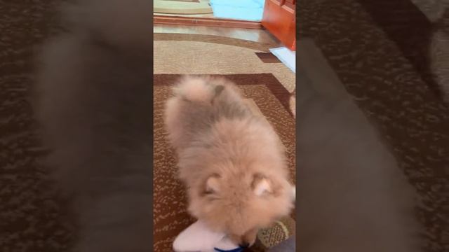 Ирис играет смотреть онлайн