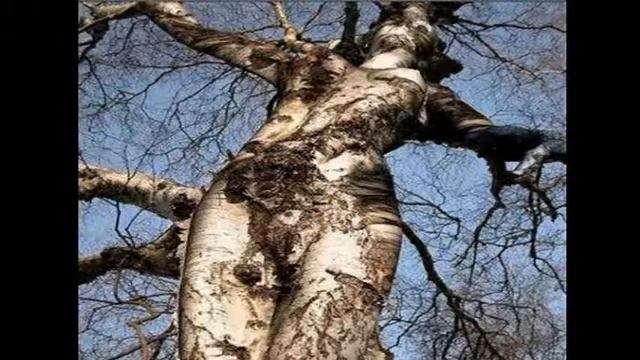 САМЫЕ НЕВЕРОЯТНЫЕ ПРИКОЛЫ ОТ ПРИРОДЫ! смотреть онлайн