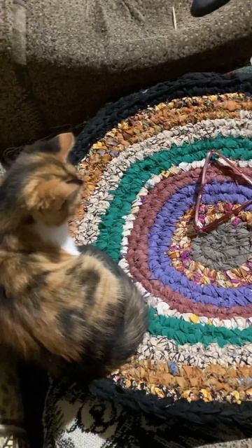 Ой боюсь ) #реки #котята #2022 #котейка #топ #приколы #кошкивидео #кошки #кошкирулят #cats #cat смотреть онлайн