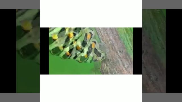 Journey of catterpillar to butterfly.. смотреть онлайн
