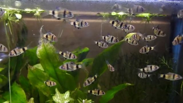 Bandula Barb Babies! смотреть онлайн