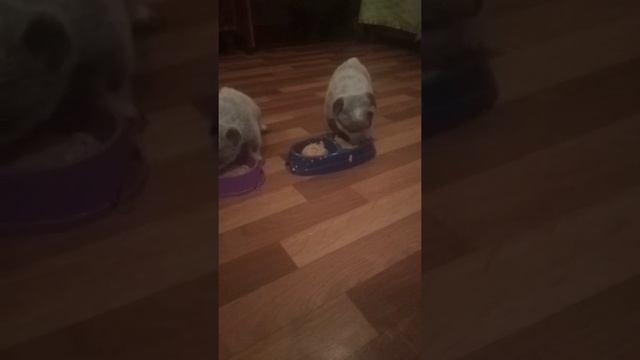 австралийский хилер 17.12.20 смотреть онлайн