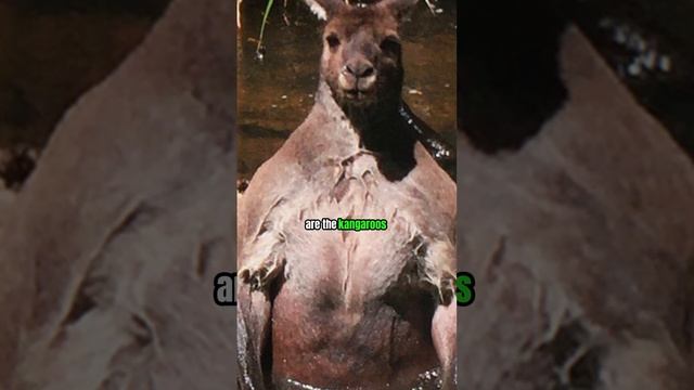 Quokkas | The Australian Capybara😇 смотреть онлайн
