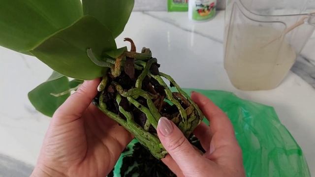 ПЕРЕСАДКА ОРХИДЕИ ЛИОДОРО ❤️ смотреть онлайн