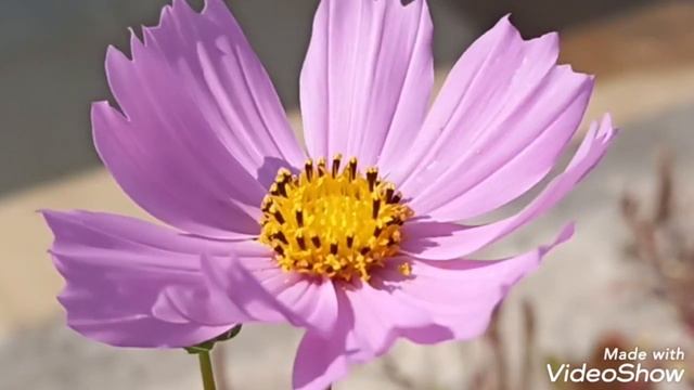 garden cosmos, roof garden by NP Gardener. смотреть онлайн