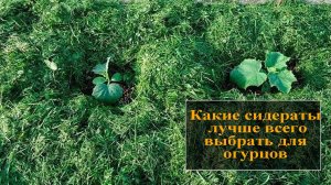Сидераты для огурцов