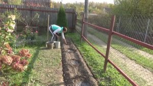 6 соток 3 октября 2020 года. Лечусь пирогами. Сажаю нарциссы. Формирую гортензию...