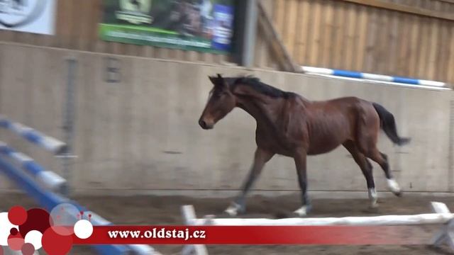 --- SOLD to GERMANY---Guicallo, 2014, Guidam Sohn x Carambo, free jumping 03-19 смотреть онлайн