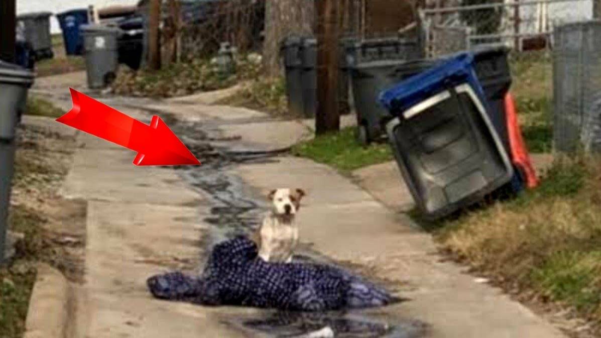 Переезжая они ОТВЕЛИ СОБАКУ НА МУСОРКУ и уехали навсегда