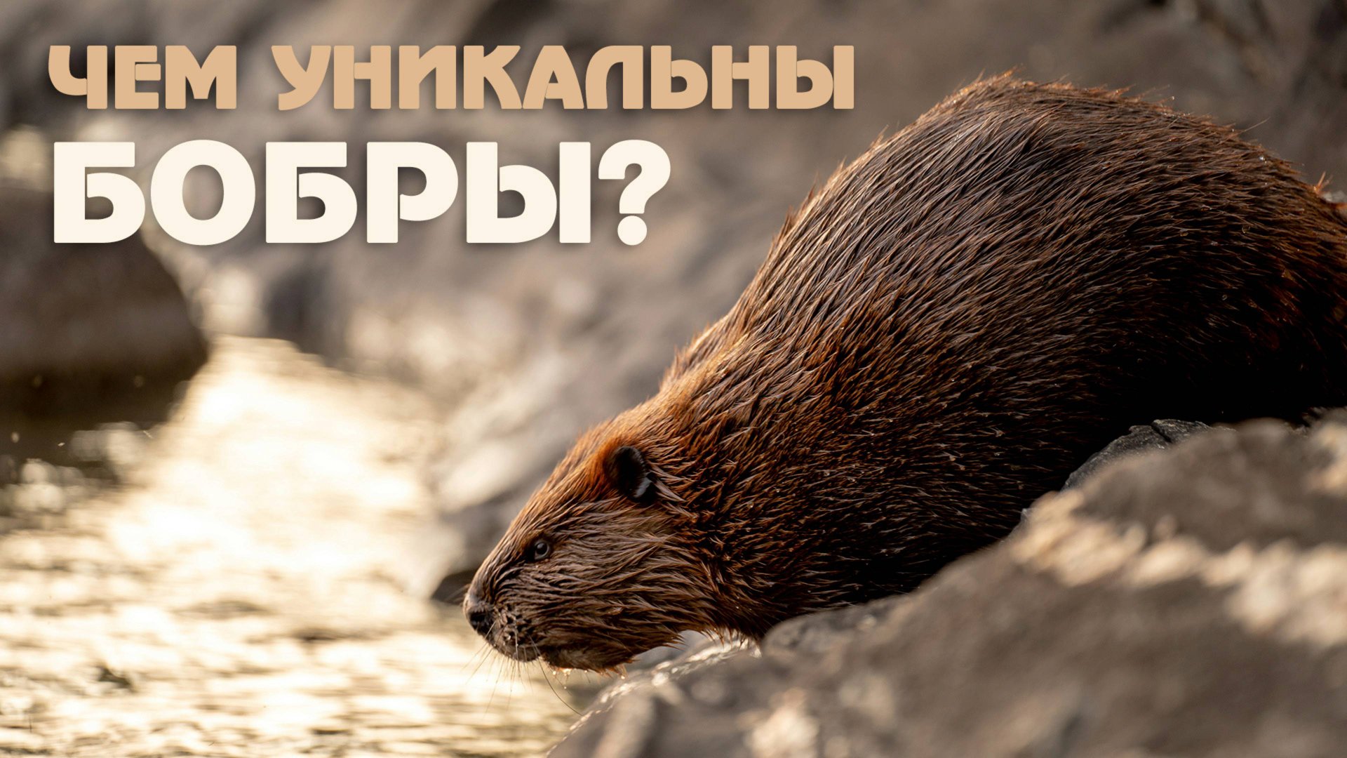 Невероятные факты о бобрах, которые вы точно не знали смотреть онлайн