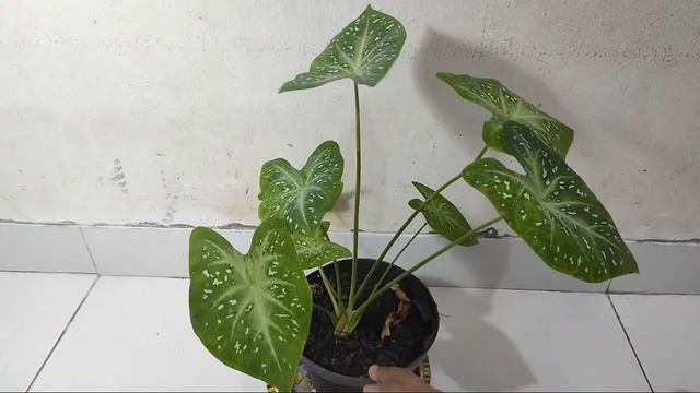 Tanaman Keladi Batangnya Mati Satu Tumbuh Satu?NO WAY! смотреть онлайн